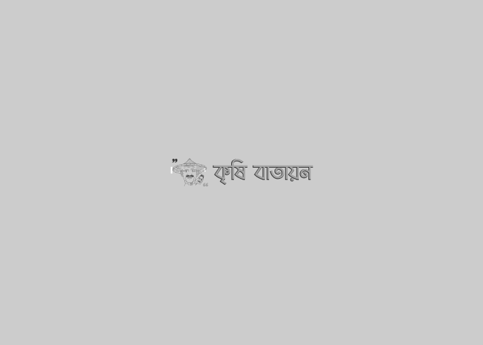 চীনাবাদাম চাষ পদ্ধতি