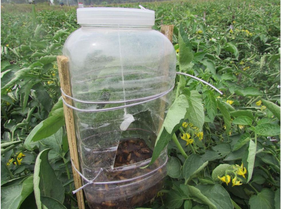 ফেরোমোন ফাঁদের ব্যবহার