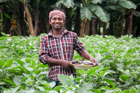 বিটি বেগুন চাষ করে সফল কৃষক