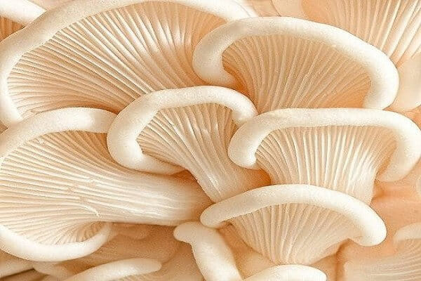 ‘মাশরুম”  চাষ