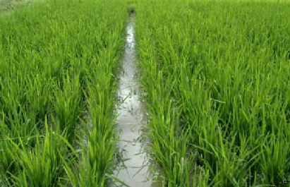 ধান চাষে লাইন- লোগোর ব্যবহারের গুরুত্ব