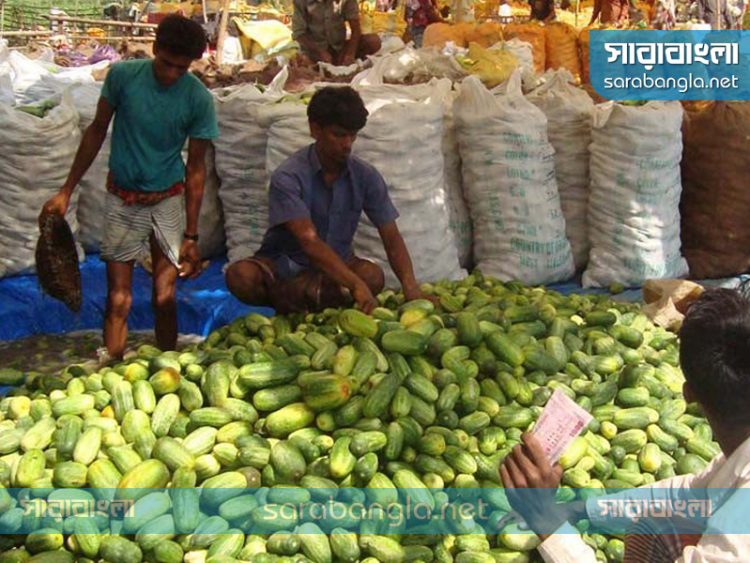 ক্ষীরার বাম্পার ফলন, চলনবিলে কৃষকের মুখে হাসি