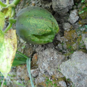 খিরার পাখি আক্রমণ সমস্যা