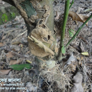 মালটার উঁইপোকা