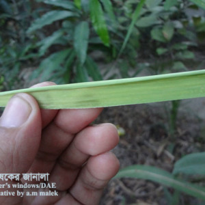 আখের থ্রিপস পোকা