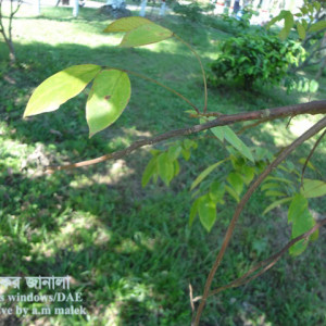 কামরাঙ্গার আগা মরা রোগ