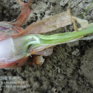 পেঁয়াজের গলা ও কন্দ পঁচা রোগ