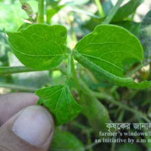 মুগের ফলছিদ্রকারি পোকা