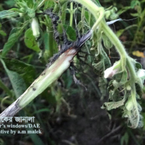 তিলের ঢলে পড়া রোগ