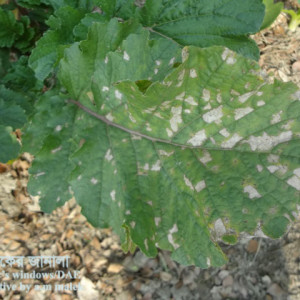 মূলার পাতার দাগ রোগ