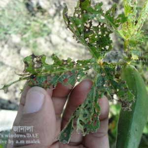 ঢেঁড়শের ফ্লি বিটল পোকা