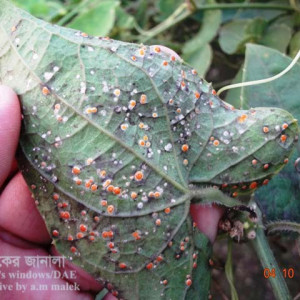 পটলের খোসা পোকা